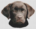(image for) Chocolate Lab Puppy 2